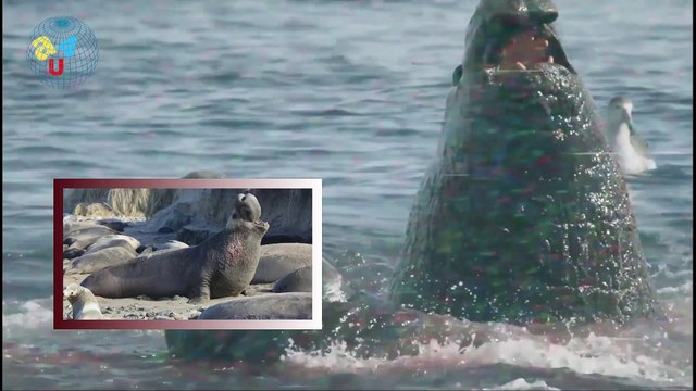 Deadly Fight of Elephant Seals