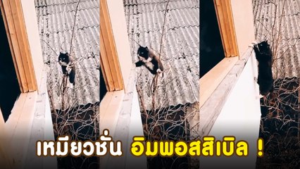 ไอ้ต้าวอ้วงโชว์สกิลชวนอ้าปากค้าง ทอม ครูซ หรือจะสู้ ทอม แคท !!