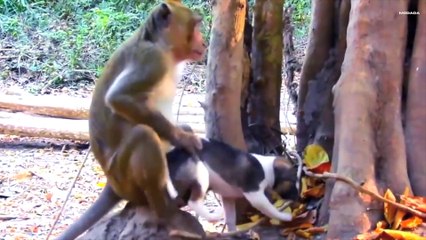 Monkey Business - Dog & Monkey Fun