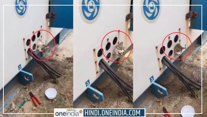VIDEO : जनरेटर के होल में फंस गया बिल्ली का सिर, जानिए कैसे बची बिल्ली की जान ?