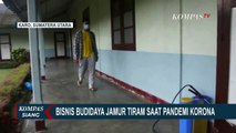 Bisnis Budidaya Jamur Tiram Saat Pandemi Corona