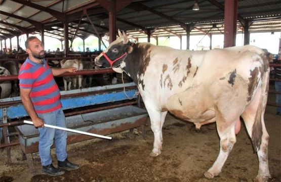 Kurban pazarının en büyükleri alıcısını buldu