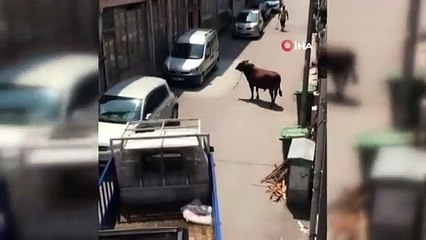 Görüntü Bursa'dan... Kendisini kovalayan adamı böyle yere serdi