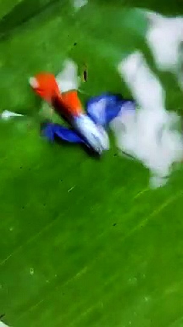 Aquarium fish