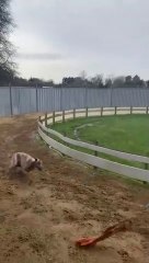 Puppy Ollie round the whirly training