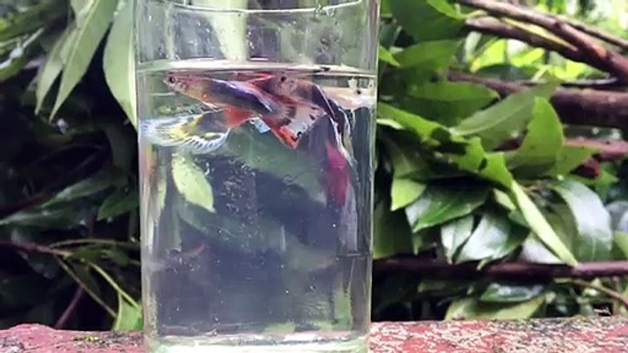 Aquarium fish