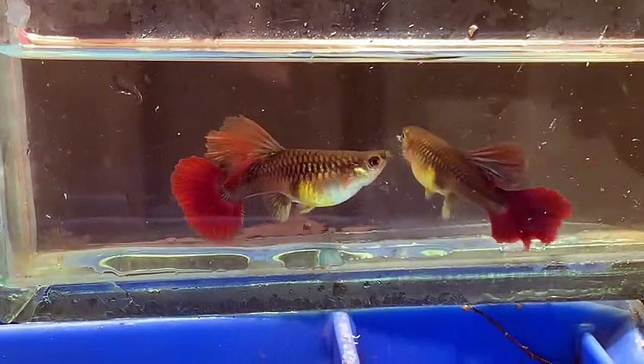 Aquarium fish
