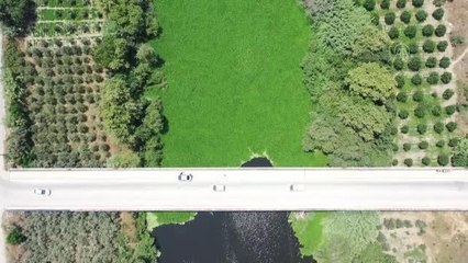 Evsel atıklar Asi Nehri'nde ekosisteme zarar veren su sümbüllerinin çoğalmasına neden oluyor