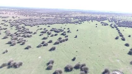 Kızılırmak Deltası için büyük önem taşıyan manda varlığı artıyor