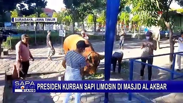 Presiden Joko Widodo Kurban Sapi Jumbo Berbobot 1 Ton