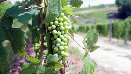 A Barolo il vino prende vita nei dipinti di PurpleRyta