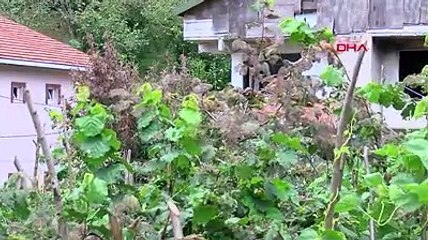 Beykoz'da tırtıl istilası