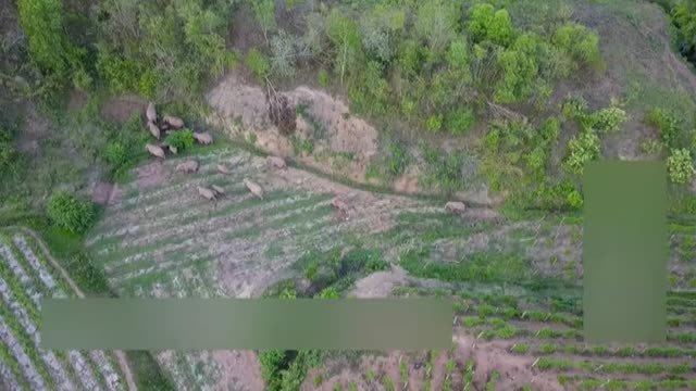 Drones, cámaras infrarrojas y rastreadores para controlar las 24 horas del día a los elefantes asiáticos salvajes en China