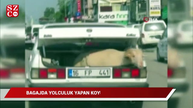 Bagajda yolculuk yapan koyun kameralara yansıdı