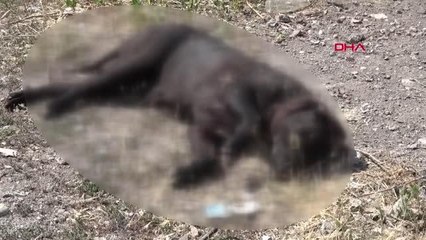 DEPO İŞÇİSİ, 'KİRAZ' İSİMLİ KÖPEĞİNİ TÜFEKLE VURULMUŞ HALDE BULDU