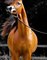 Arabian Great Horses on Instagram_ _If you cannot do great things_ do small things in a great way. Video credit _horses.3  . . . . . _horse _horses _horse-- _equestrian _cheval___CRJU3skl4BT(MP4)
