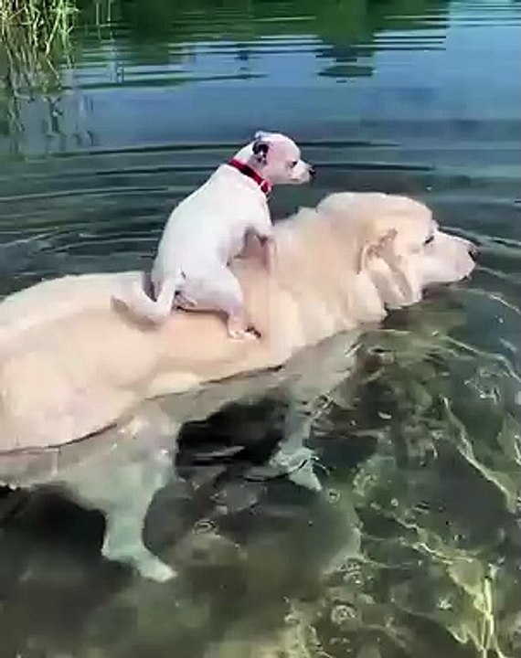 Animals_s Instagram post_ _Five star rating for this uber ride --_Video by _bigbentinytim__CROmuQBDJ(MP4)