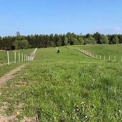 Horses Of Week on Instagram_ _------⠀_Follow _horsesofweek for more⠀_By -- _ck_equestrian⠀_Tag your friends --⠀⠀__horsesofweek__CRLqtsoN0hQ(MP4)