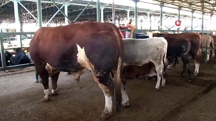 Bin 470 kiloluk 'Covid' alıcısını bekliyor