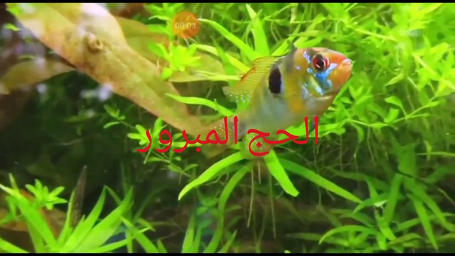 رحلة سفر في السنة مرة مكانها معروف لكل مسلم عبادة كلها مغفرة