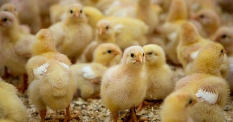 La France interdit le gazage et le broyage des poussins mâles pour 2022