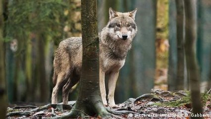 Alemania: Roddy, el lobo escurridizo