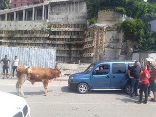 KURBAN PAZARINDAN KAÇAN DANA, TRAFİĞİ KİLİTLEDİ