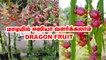 மாடியில் Dragon Fruit... வளர்ப்பது எப்படி | how to grow Dragon Fruit in terrace