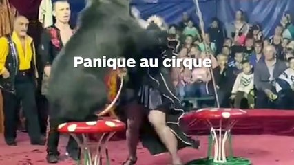Un ours déguisé de façon ridicule s'en prend à sa dresseuse