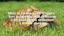 Une tortue perdue il y a un an est retrouvée à 1 km de chez elle