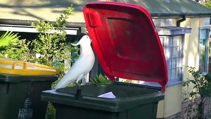 Dos cacatúas abren las tapas de contenedores domésticos para obtener  comida