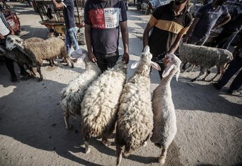 Gazzeliler kötüleşen ekonomik şartlara rağmen kurban kesebilmek için tüm imkanlarını zorluyor
