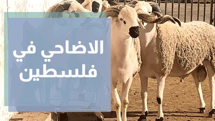 الأضاحي في فلسطين، قبول ضعيف وظروف اقتصادية صعبة على المواطن