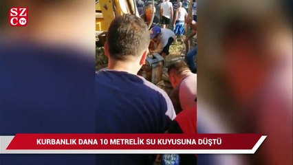 Kurbanlık dana 10 metrelik su kuyusuna düştü, ekipler alarma geçti   