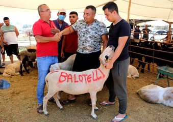 Uyanık Adanalı! Üzerine "Balotelli" yazdığı koyununu 2 bin 400 liraya sattı