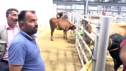 Pazara getirilirken kaçan boğa polis ekiplerinin yardımıyla yakalandı