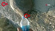 Susuzluktan bitkin düşen kaplumbağaya eliyle su içirdi