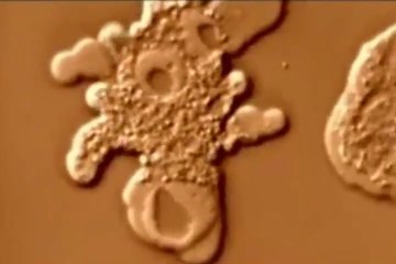 Greatest Discoveries in Biology