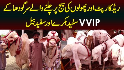 Red Carpet Aur Flower Stage Per Walk Karte Huway Sargodha Ke VVIP Safed Bakre Aur Safed Bail