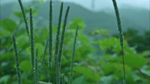 ASMR｜Morning rain in the mountains of Japan. Blessings full of vitality｜超集中・山奥の朝の雨。遠くの鳥の声