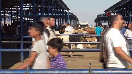 Bölgenin en büyük hayvan pazarında hareketlilik devam ediyor