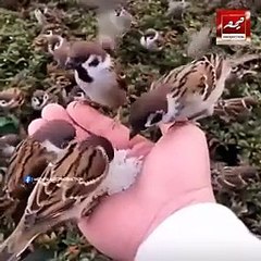 جو شخص مجھ پر 500 مرتبہ دل میں درود شریف پڑھے گا وہ شخص زندگی میں کسی