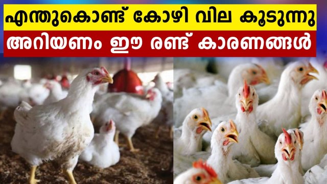 Chicken price skyrocketing in Kerala; Here is the reason... | Oneindia Malayalam