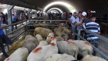 Bayram öncesi kurbanlıklara vatandaşlar yoğun ilgi gösteriyor