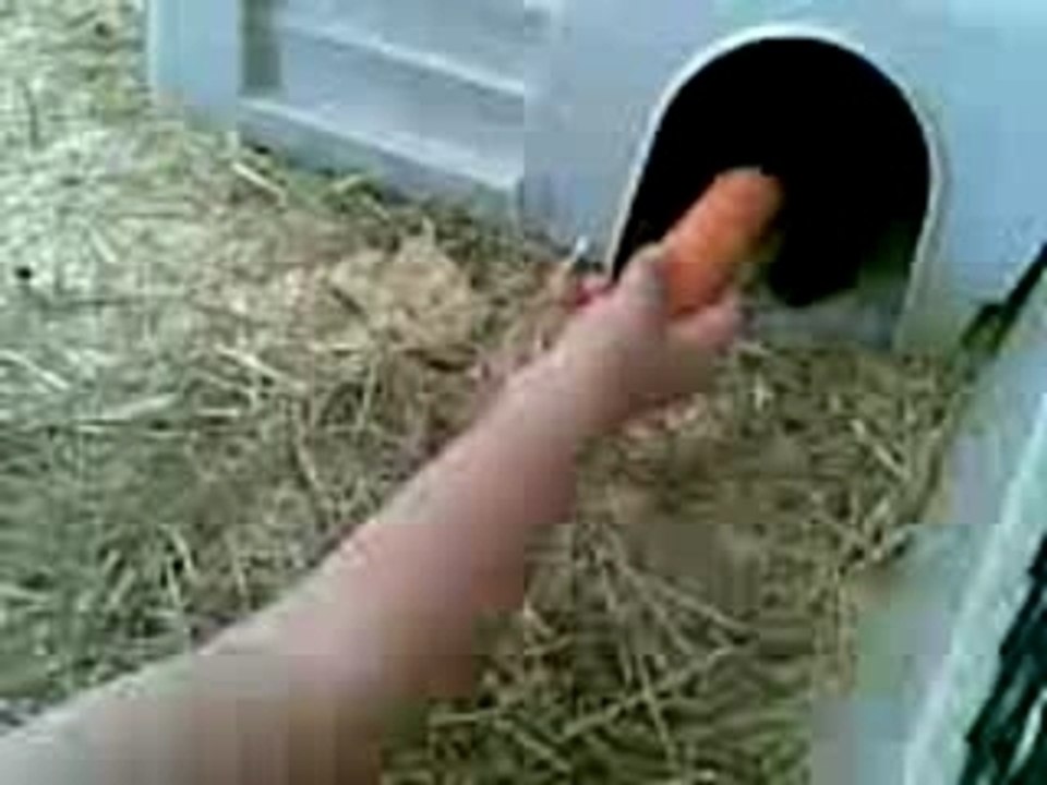 Lapinou attaque