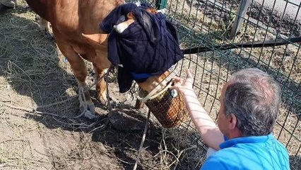 Kamyonetten atlayan kurbanlık boğa D-100'de trafiğe neden oldu