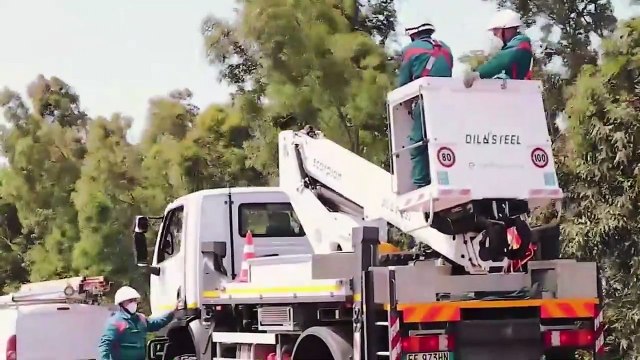 Boom di cicogne in Calabria: Ecco come le abbiamo fatte tornare e perché è importante