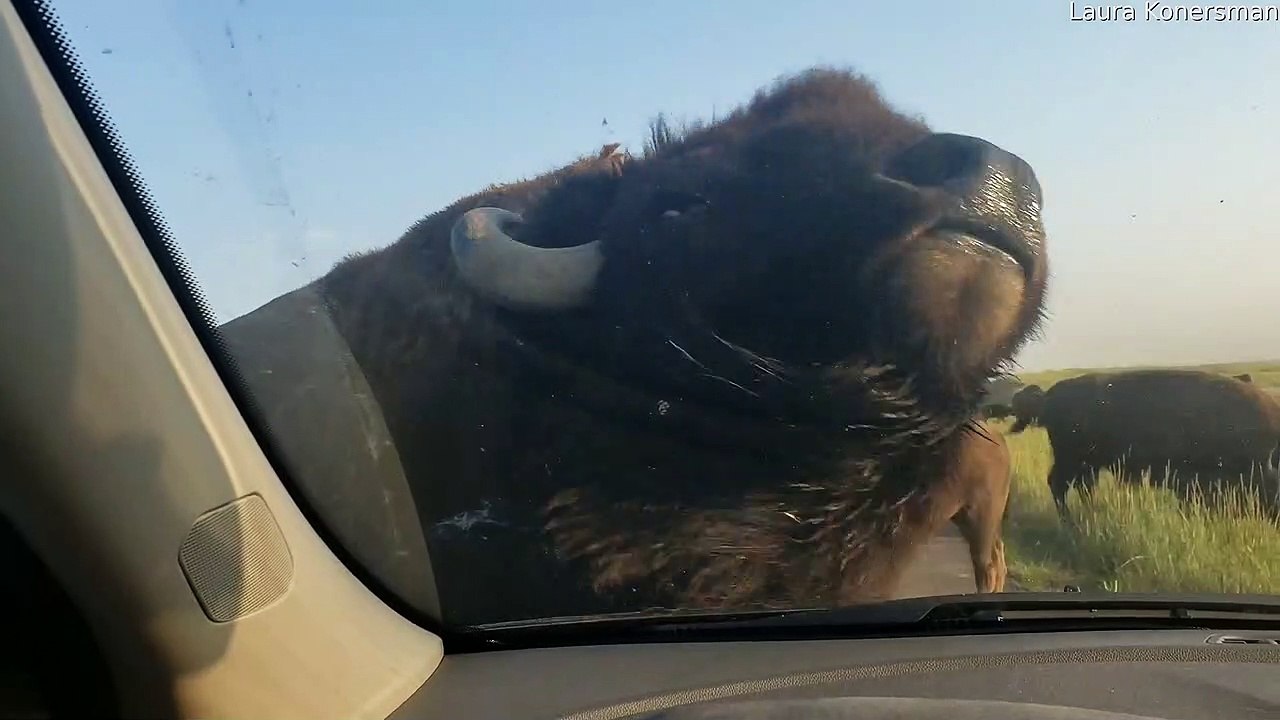 Bison Car Wash