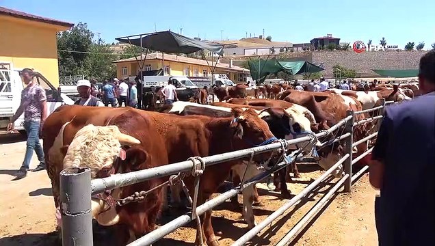 Elazığ’da kurbanlık satışları devam ediyor
