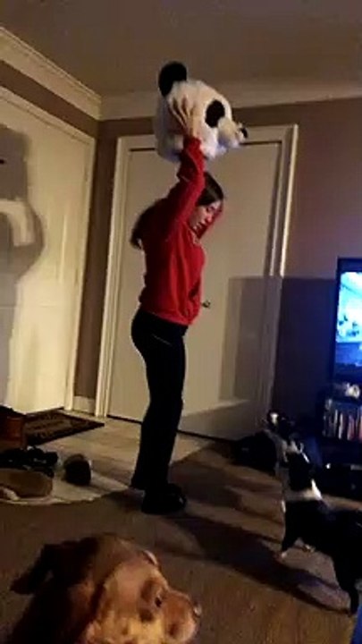 Boston Terrier Bites Panda Mask